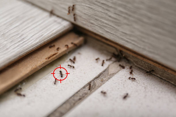 Best Flea Control Services  in The Meadows, FL